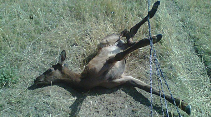 slide-elk-calf-caught